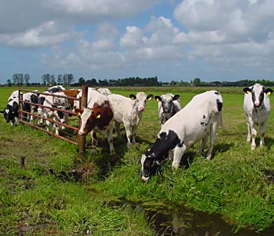 Koeien in de Zouteveensepolder.