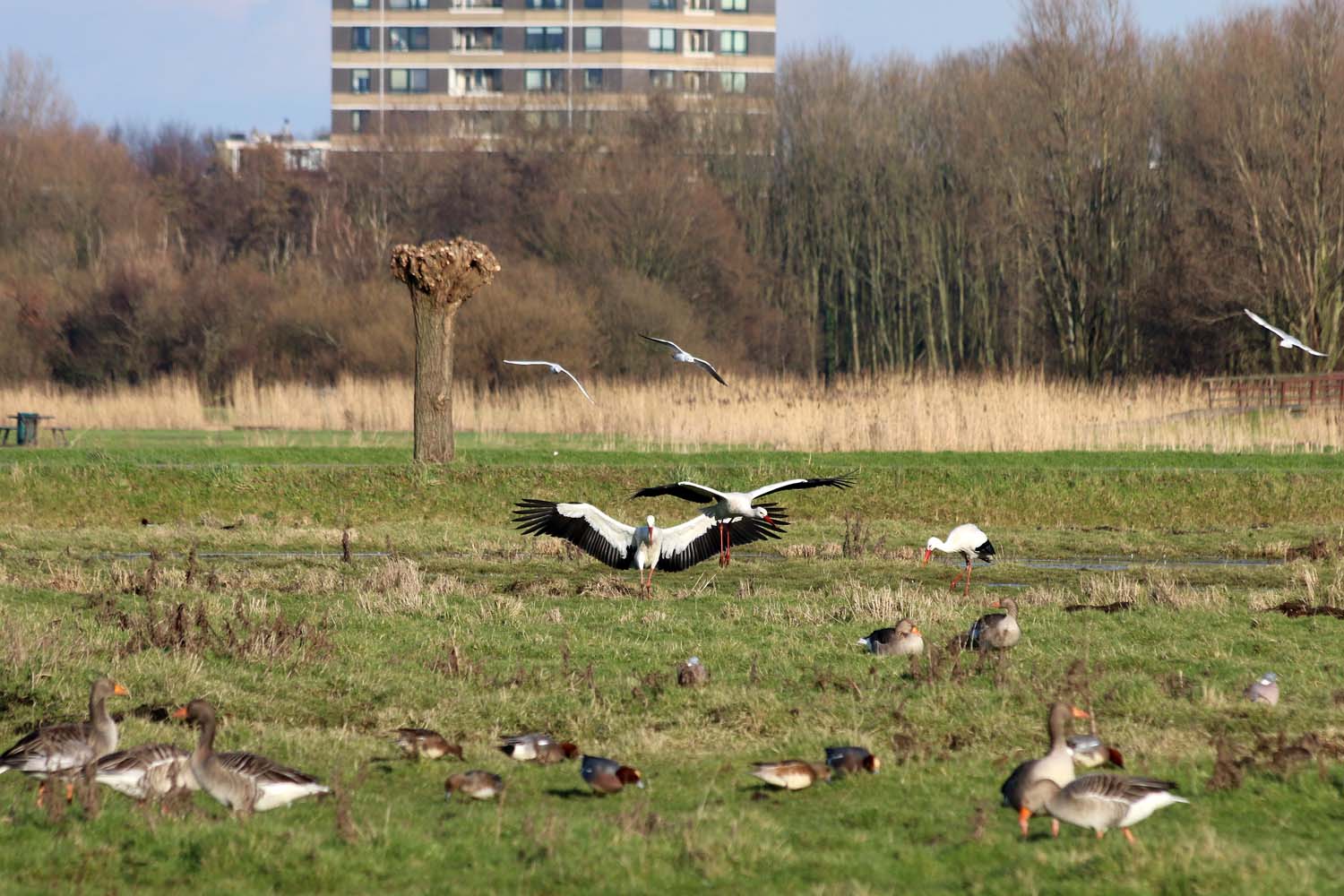 Aalkeet-Binnenpolder