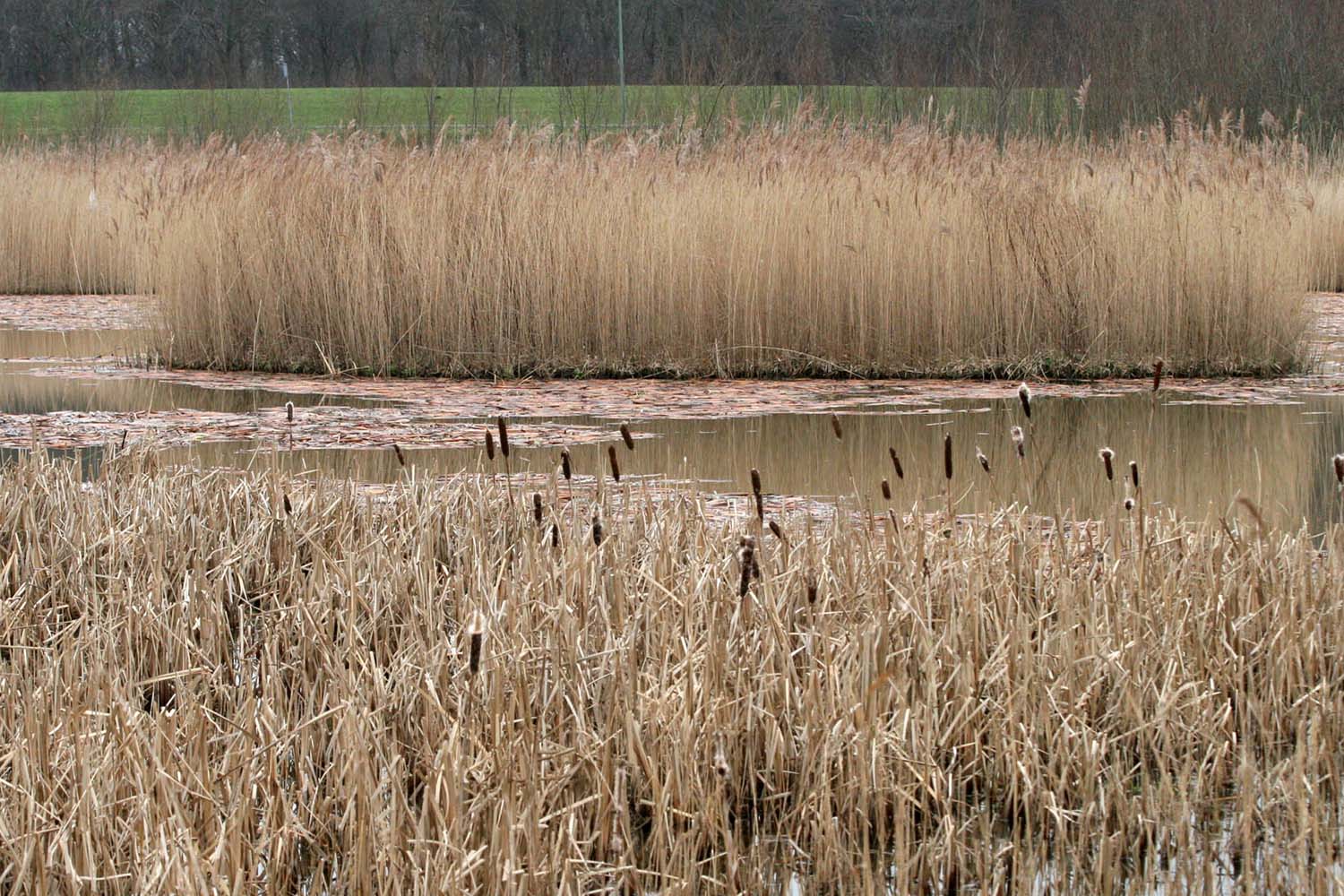 Aalkeet-Binnenpolder