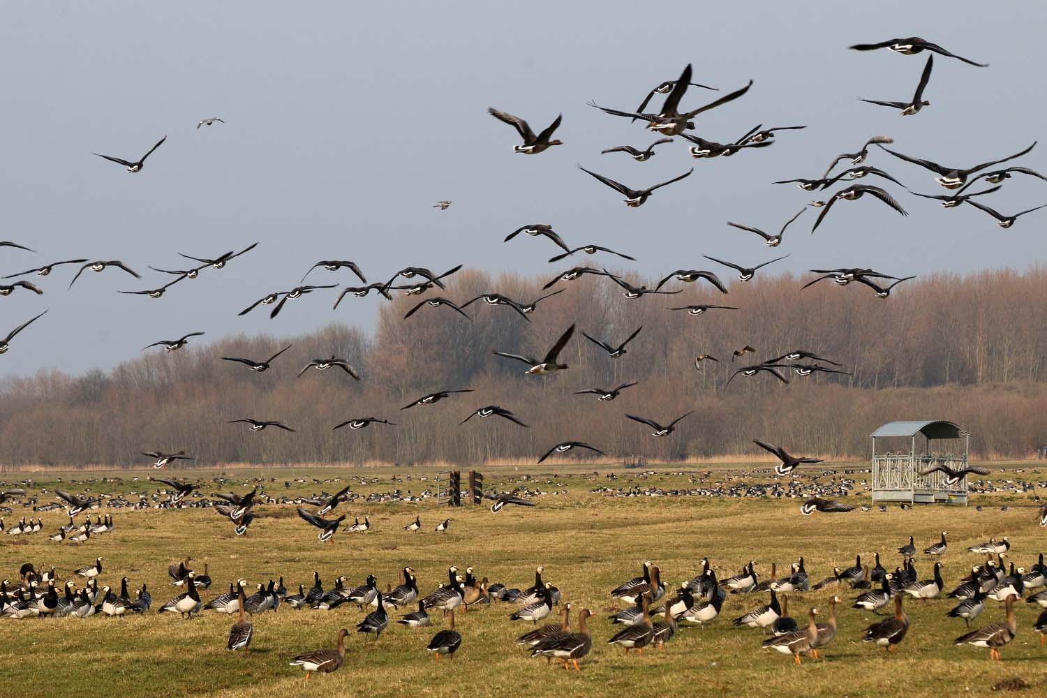 Aalkeet-Buitenpolder