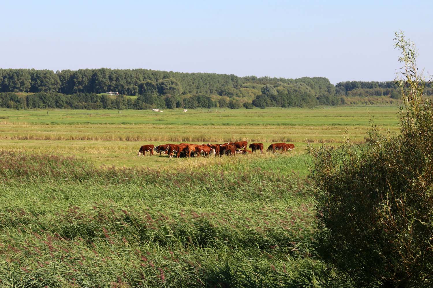 Aalkeet-Buitenpolder