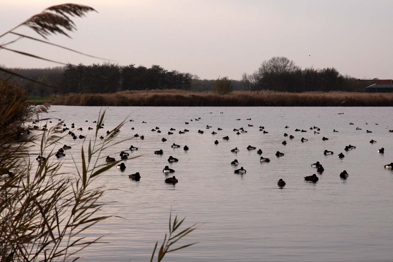 Aalkeet-Buitenpolder