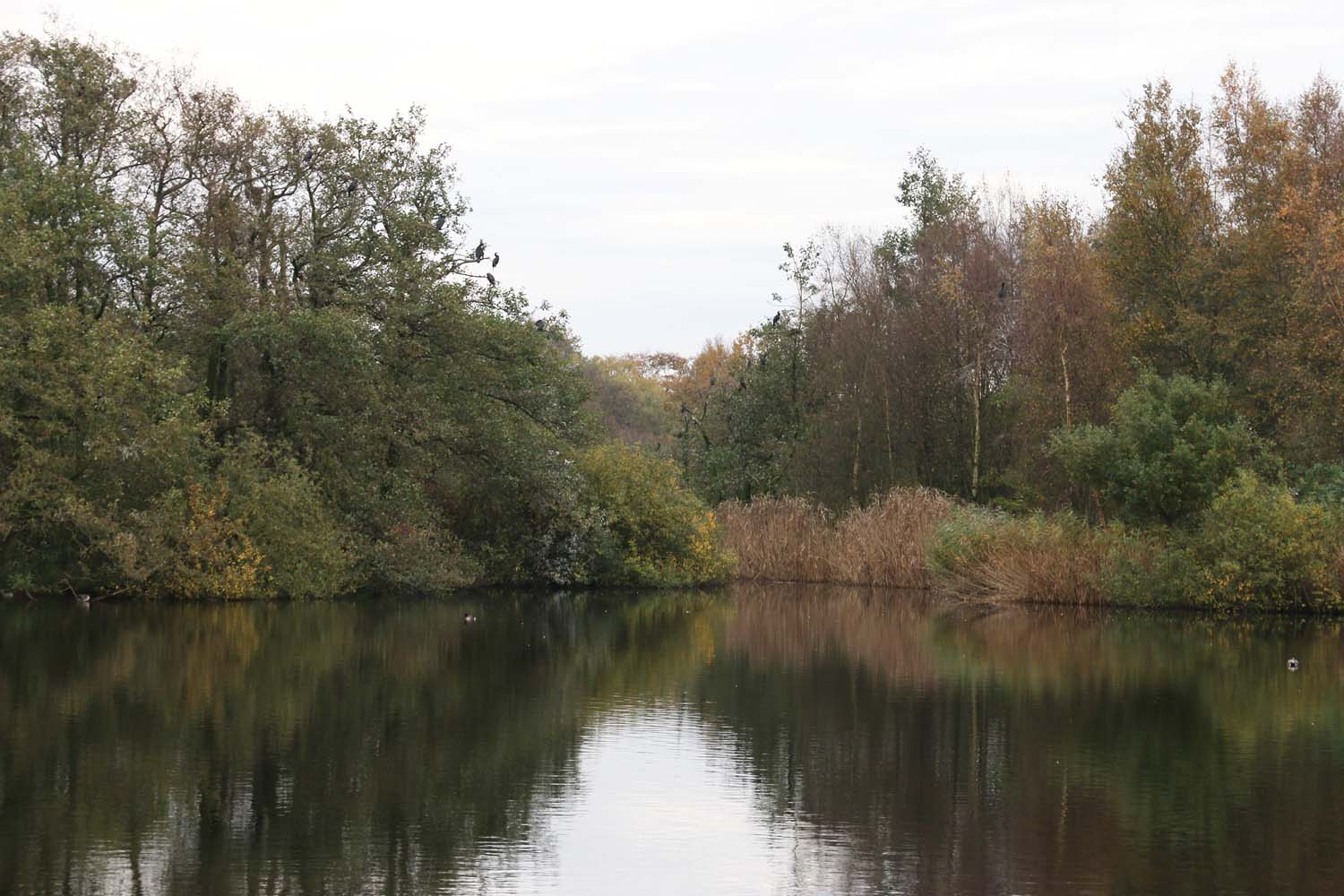 Ackerdijkse Plassen