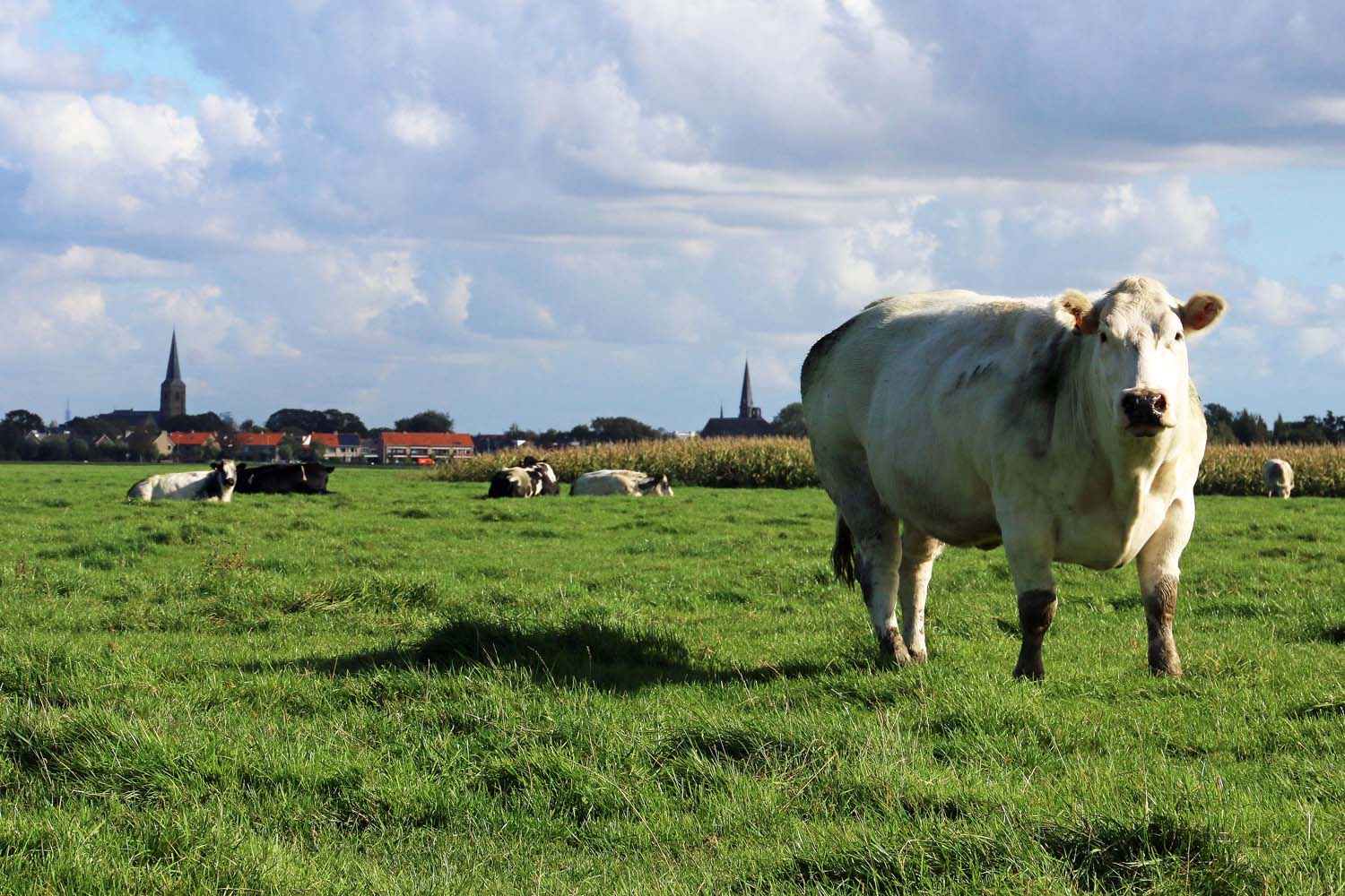 Dijkpolder