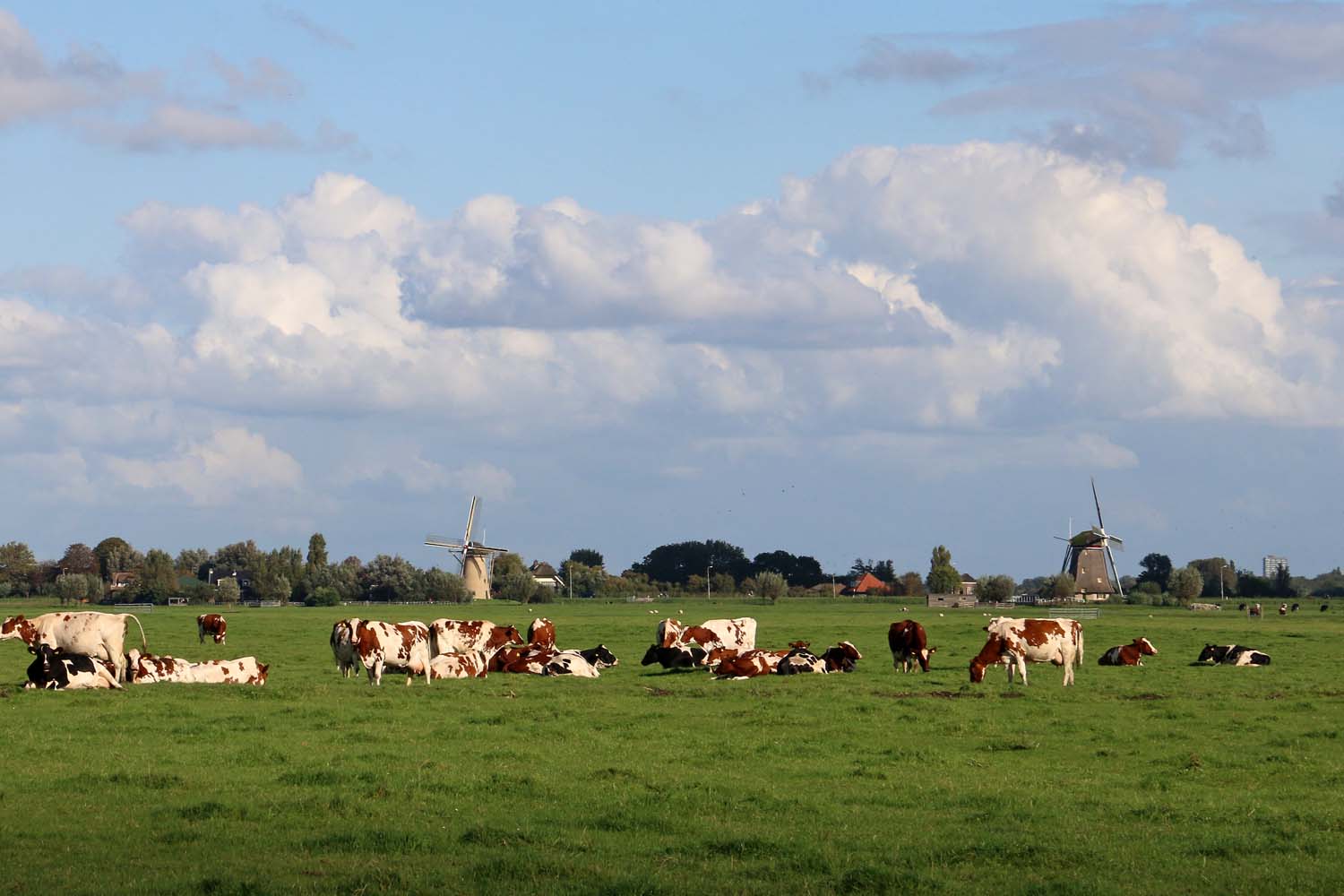 Dijkpolder