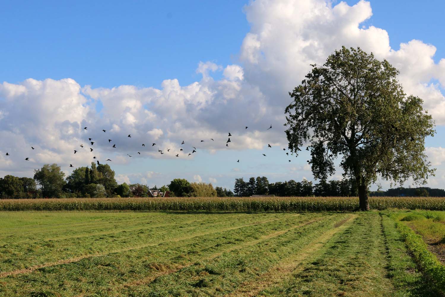 Dijkpolder