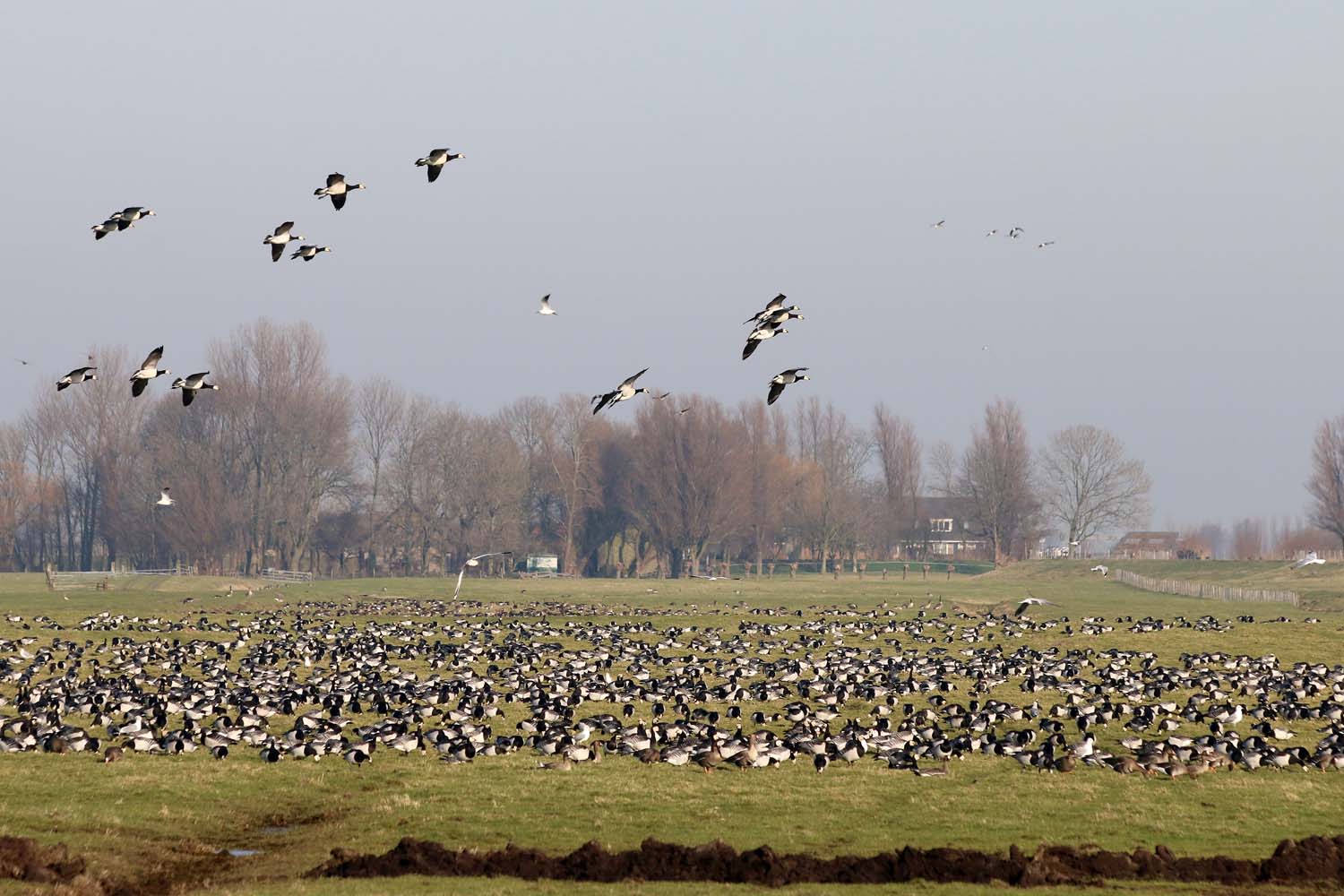 Duifpolder