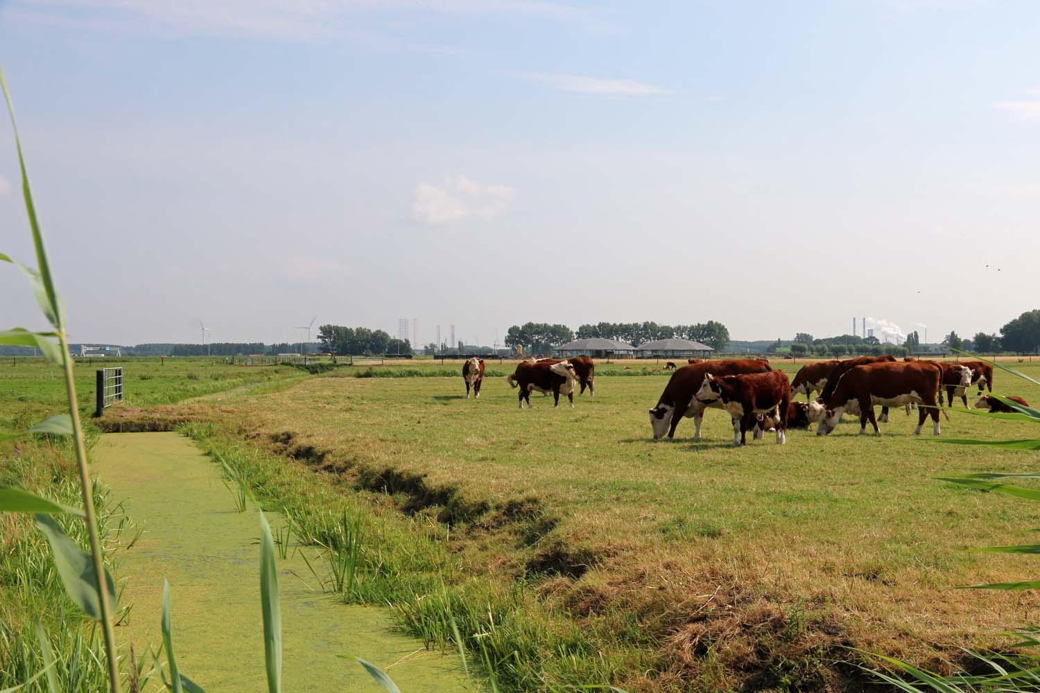 Foppenpolder