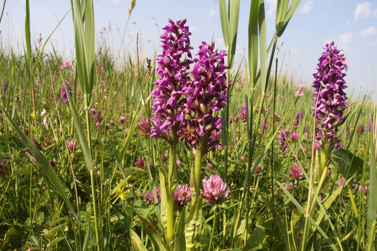 Foppenpolder