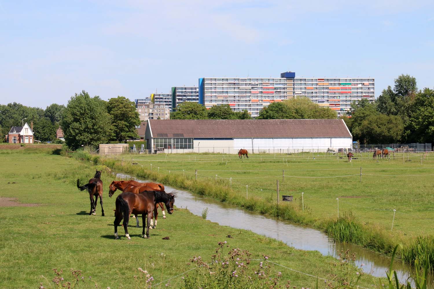 Hooipolder