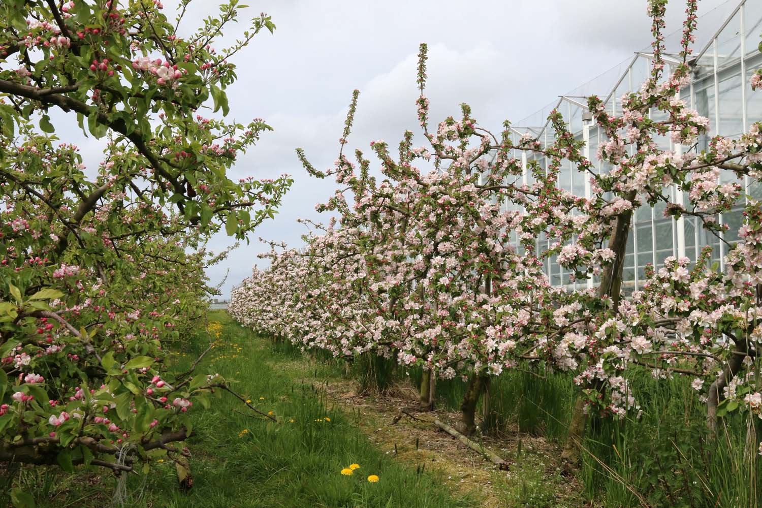 Kralingerpolder