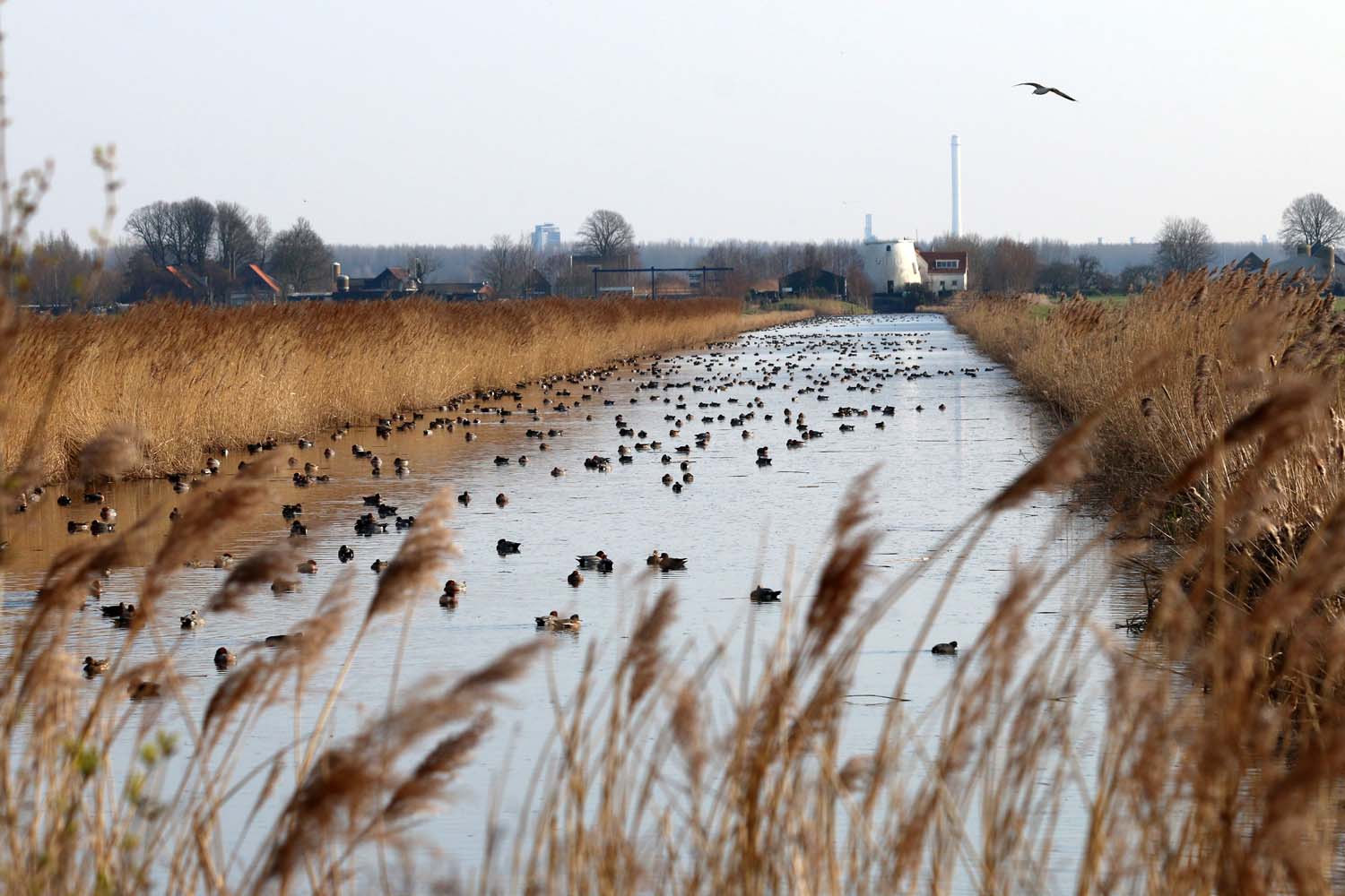 Kralingerpolder