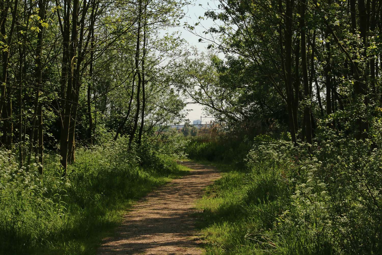 Abtswoudsche Bos