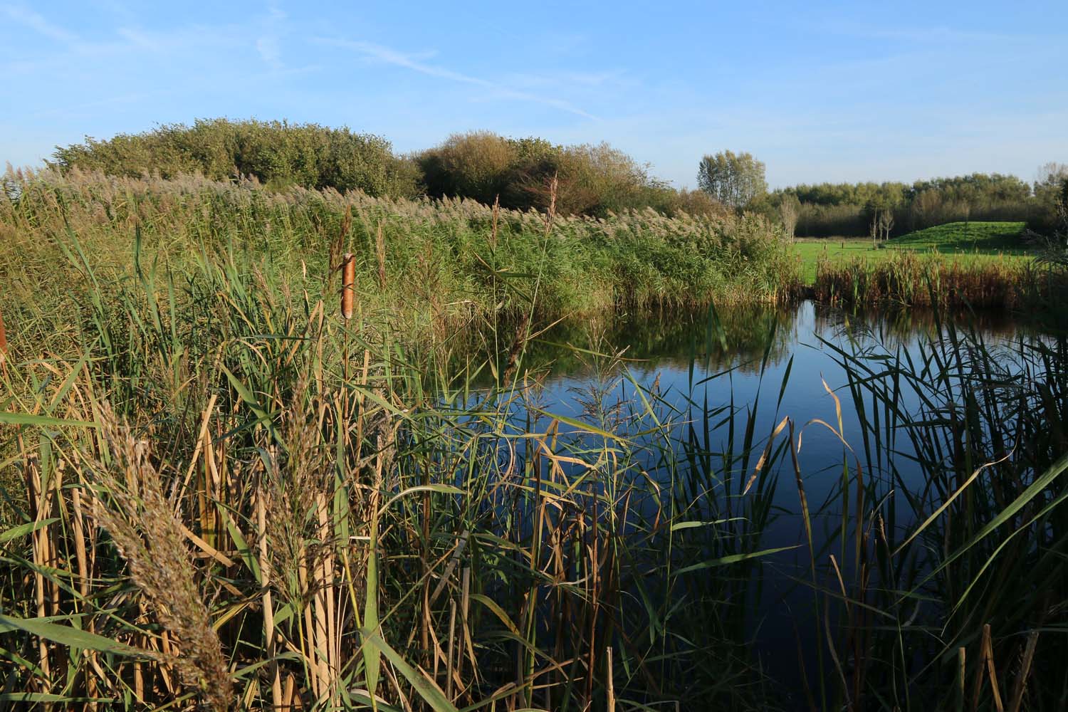 Abtswoudsche Bos