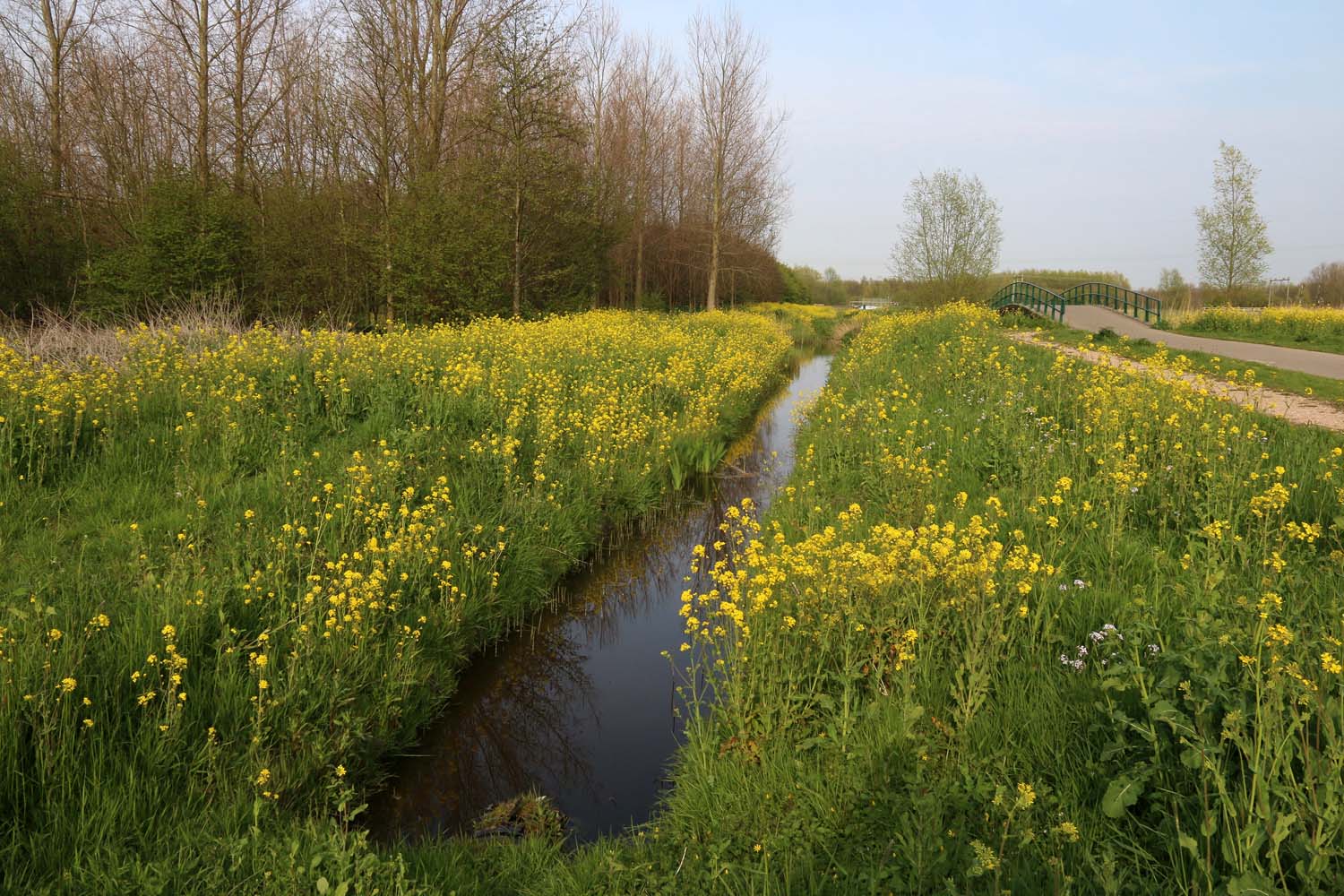 Abtswoudsche Bos