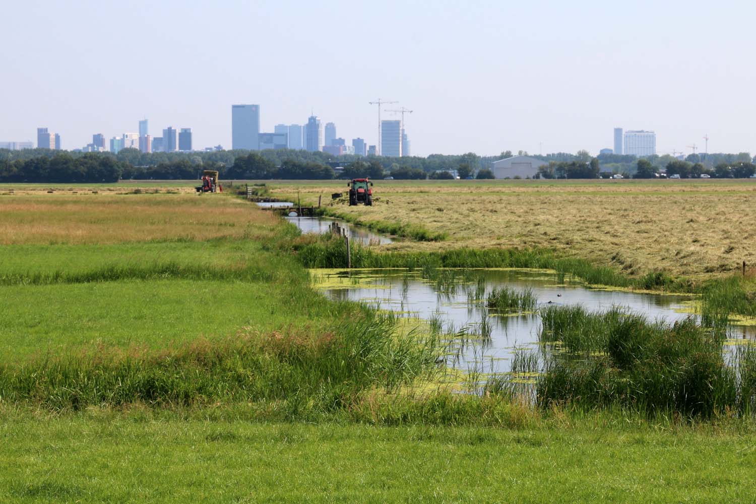 Schieveensepolder