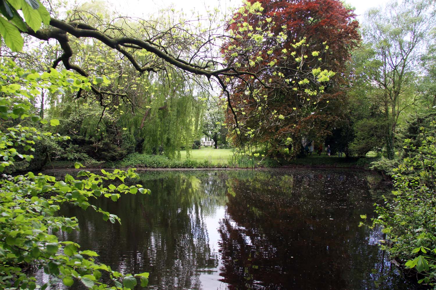 Schieveensepolder