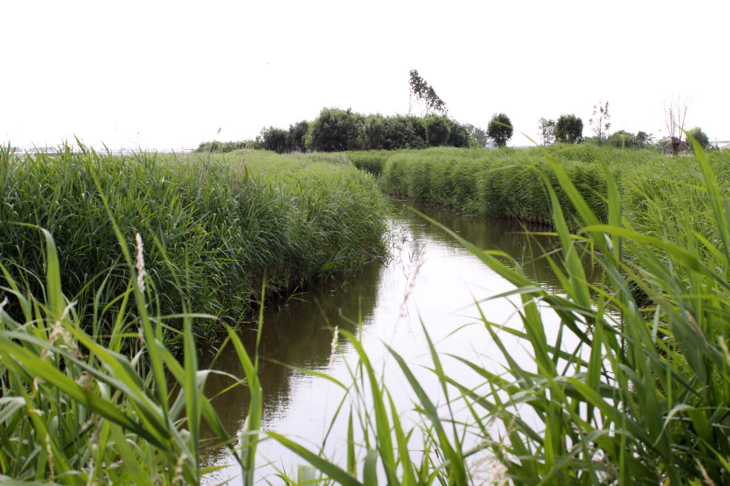 Woudse Polder