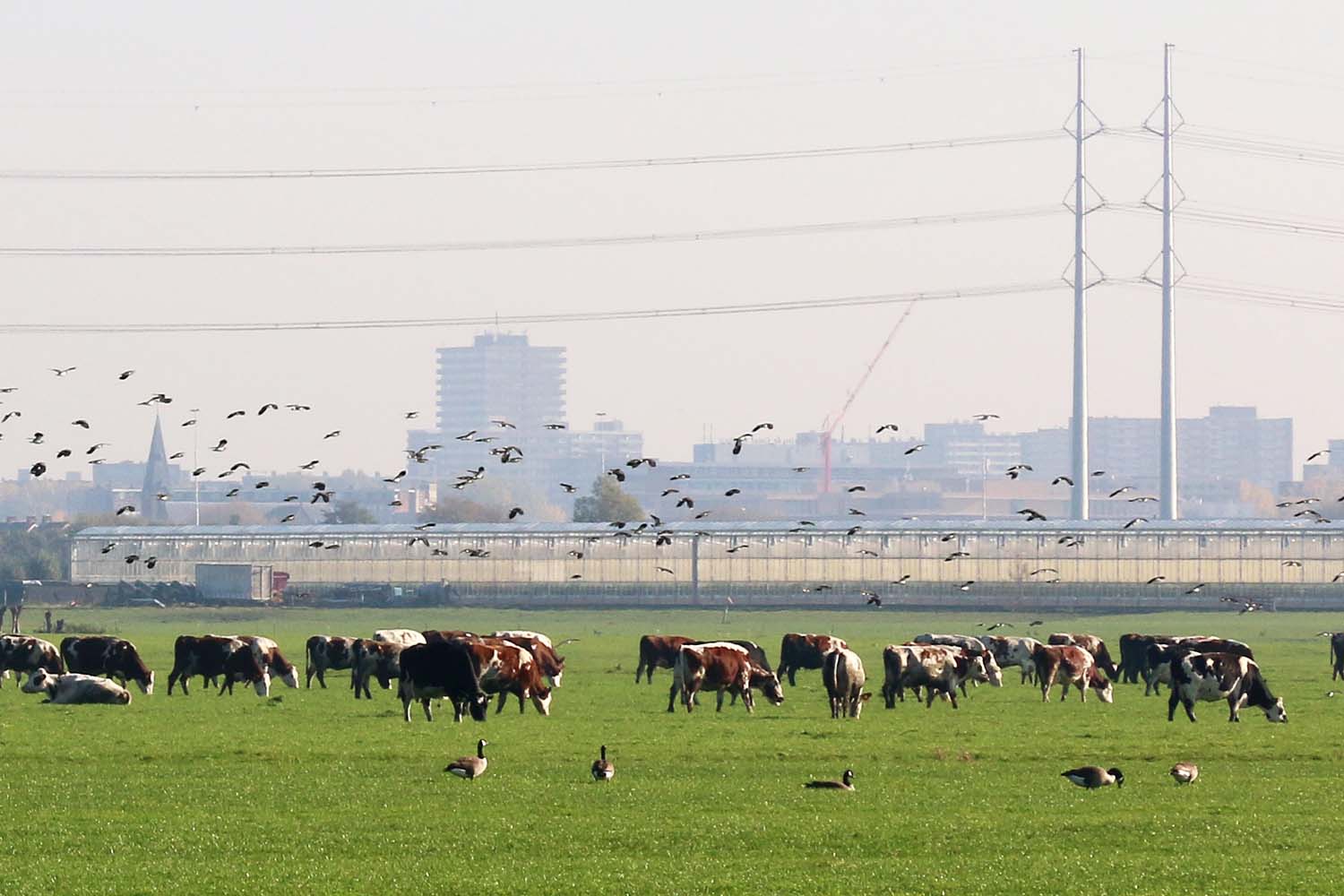 Woudse Polder