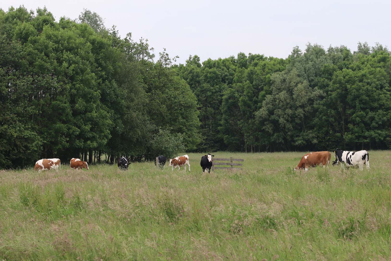 Holierhoeksepolder bosschages