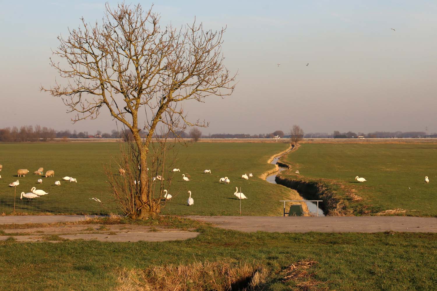 Zouteveense Polder