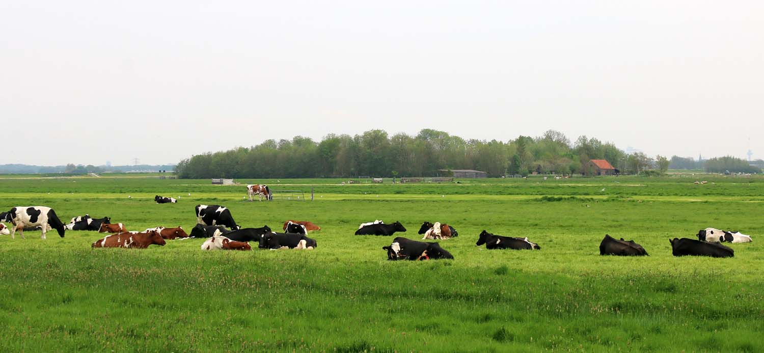 Zouteveense Polder en eendenkooi