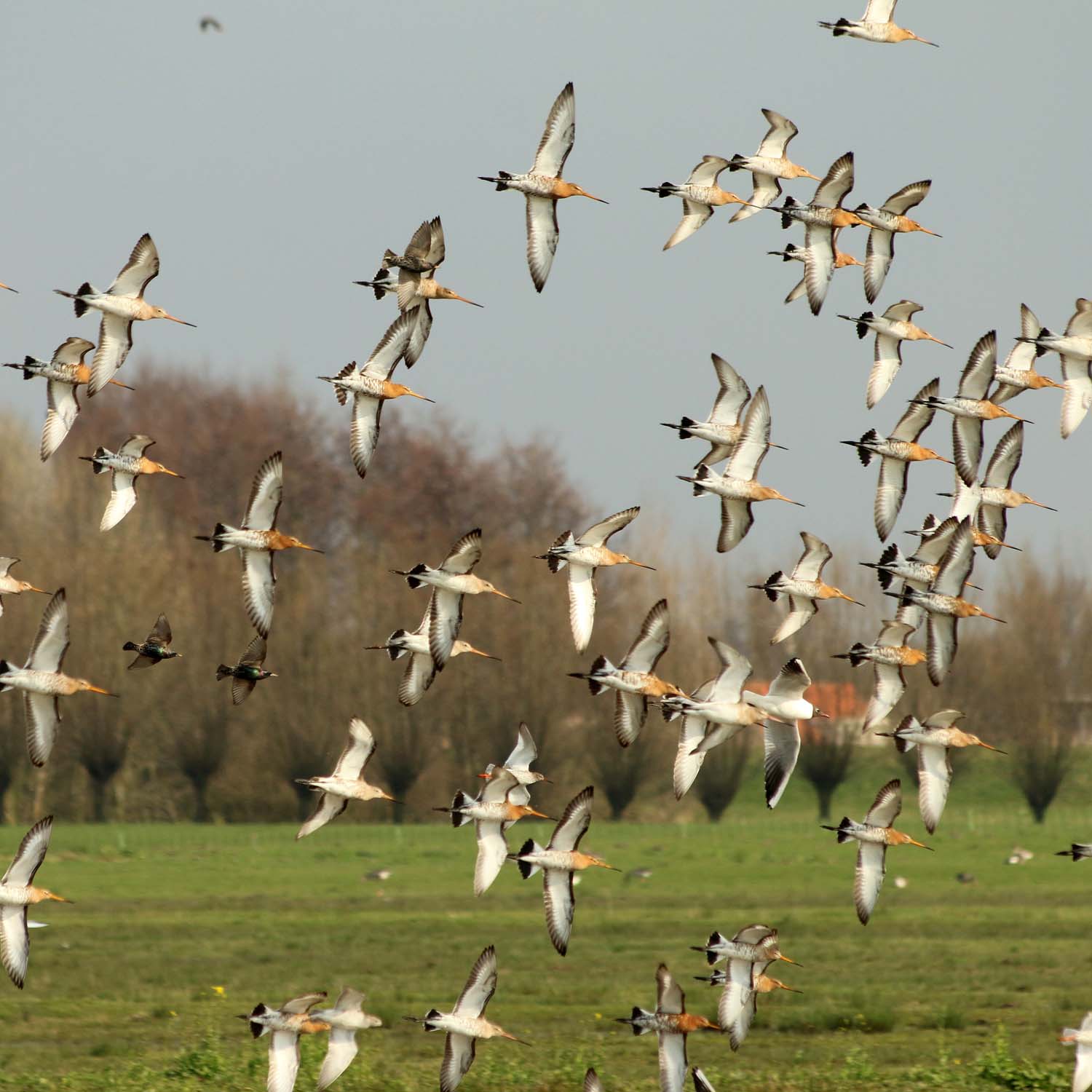 Ode aan Midden-Delfland - 2021