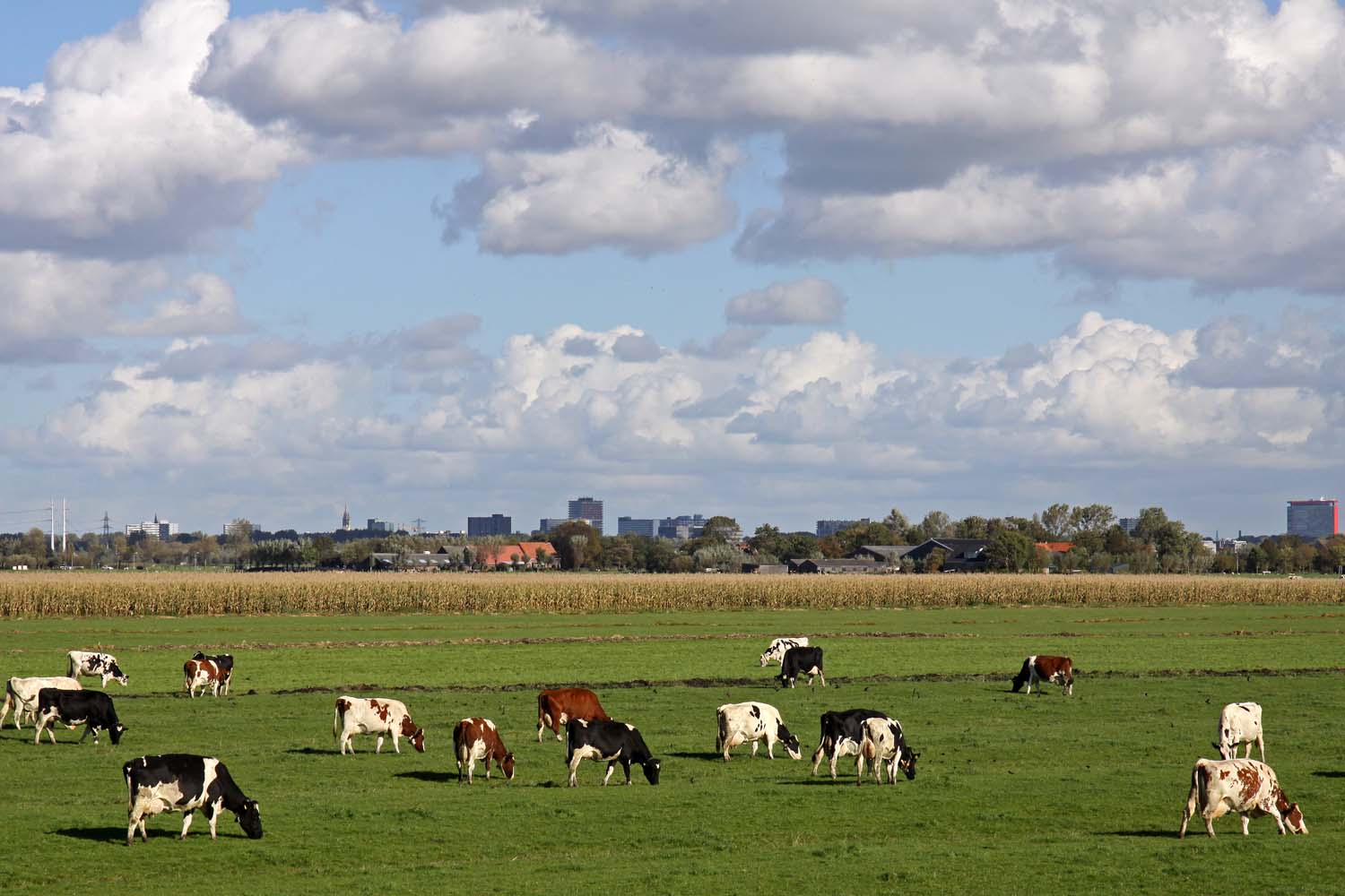 Koeien in de Zouteveense Polder